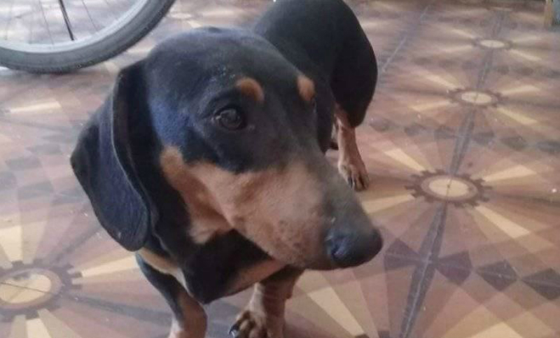 Buscan a la familia de un perrito perdido