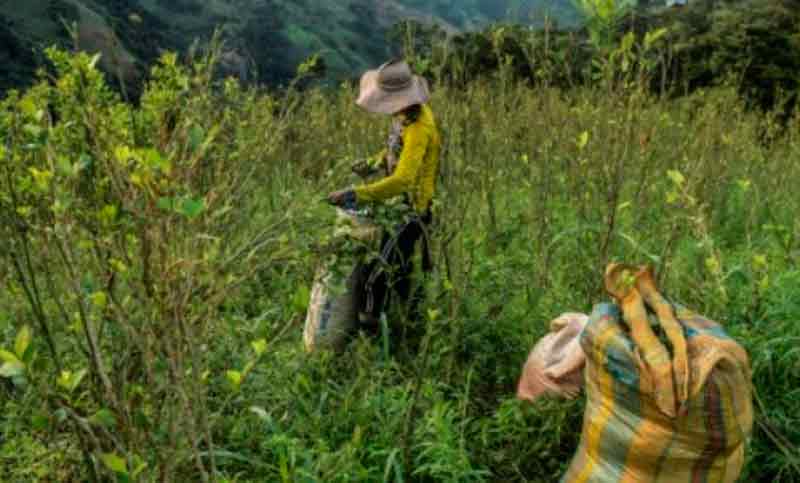Venezuela pide a Colombia actuar ante «aumento alarmante» de narcocultivos