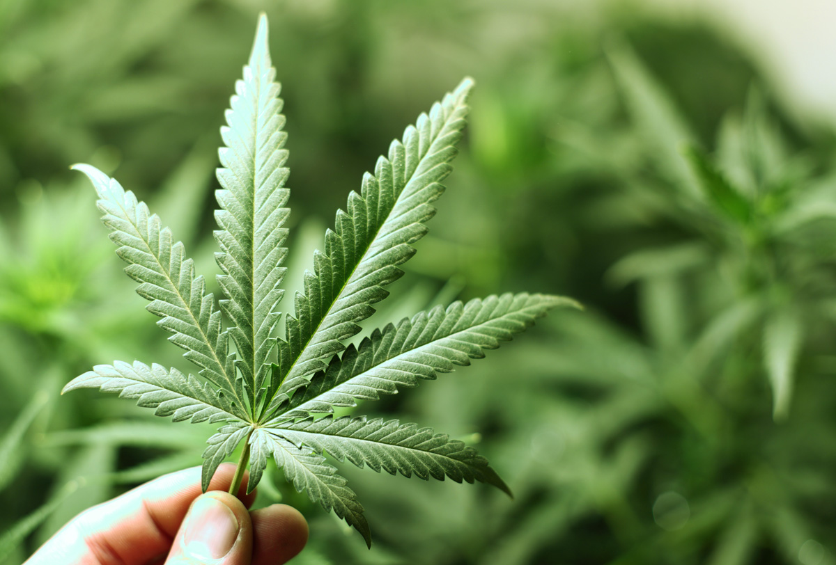 Coca cola quiere ingresar al uso de cannabis en sus bebidas
