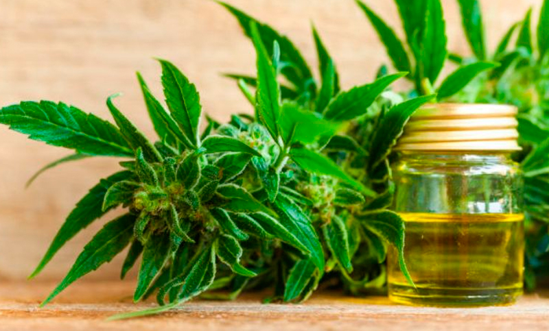 La Facultad de Bioquímica informa sobre el uso terapéutico del cannabis