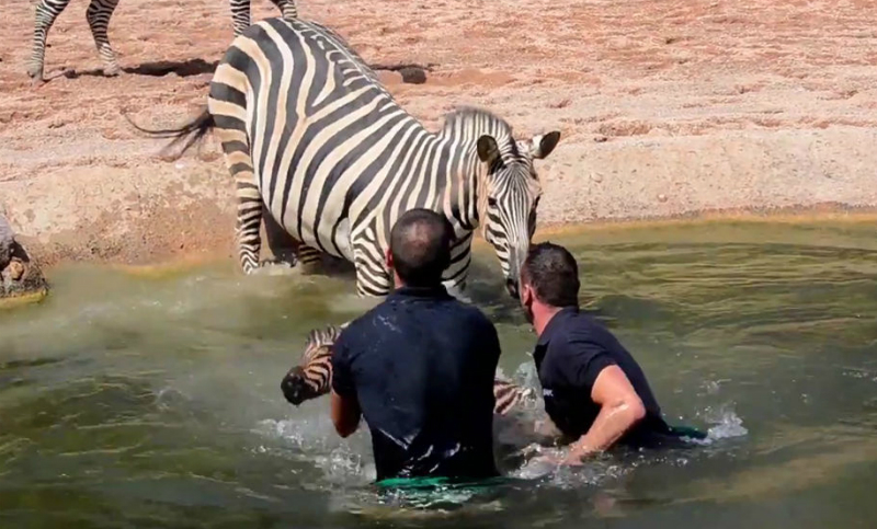El angustioso rescate de una cebra que cayó a un lago