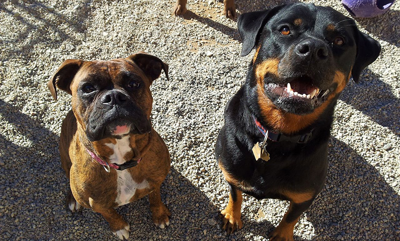 Un bebé jugaba con dos perros y murió por el feroz ataque
