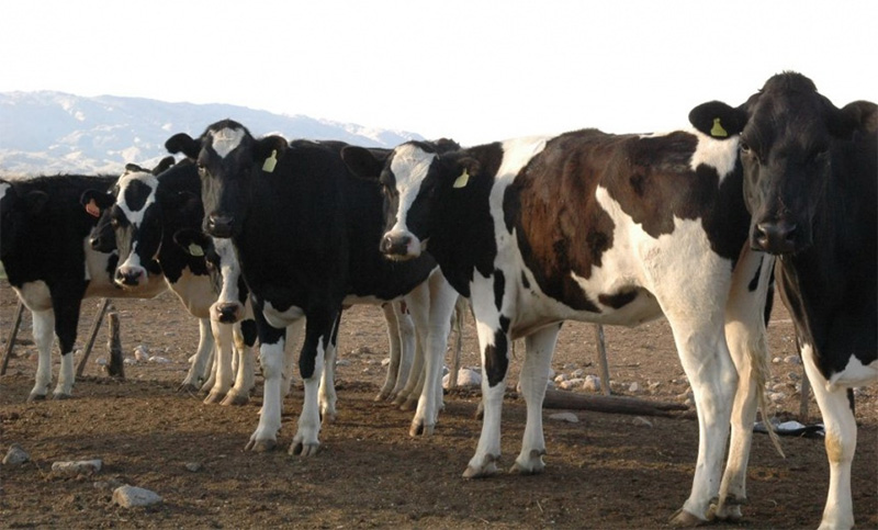 En medio de la crisis económica que atraviesa el país, el campo vuelve a la calle