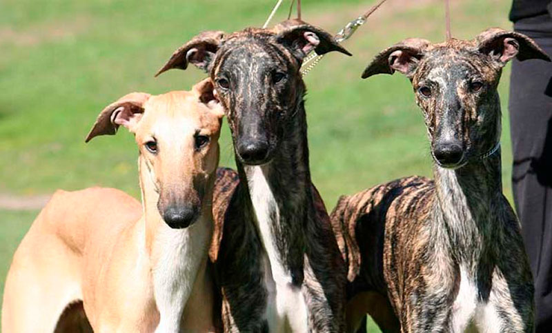 Varios detenidos por participar en carreras de perros, prohibidas por ley