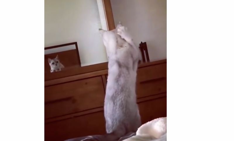 Un gatito descubrió que tenía orejas y el video se hizo viral