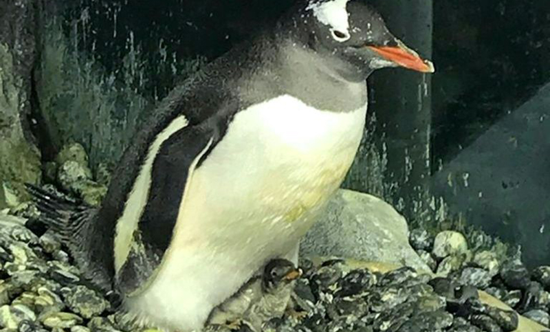 Una pareja de pingüinos machos se comportan como padres tras incubar un huevo