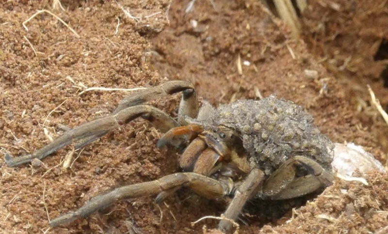 Hallan más de 200 especies de arañas, 17 inéditas en Argentina