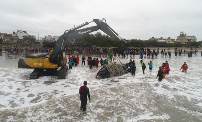 Emotivo rescate de una ballena jorobada