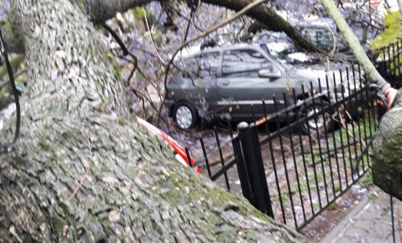 Un árbol aplastó a cinco autos cerca de Tribunales