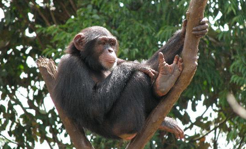 En Sierra Leona, los chimpancés sufren el declive de la naturaleza