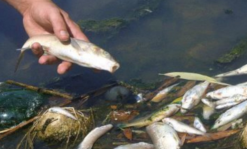 Denuncian mortandad de peces por residuos azucareros arrojados en ríos