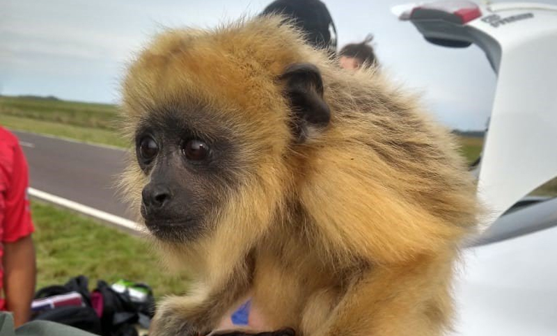 Rescataron a un monito carayá que era transportado oculto en un auto