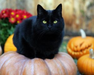 gato negro halloween