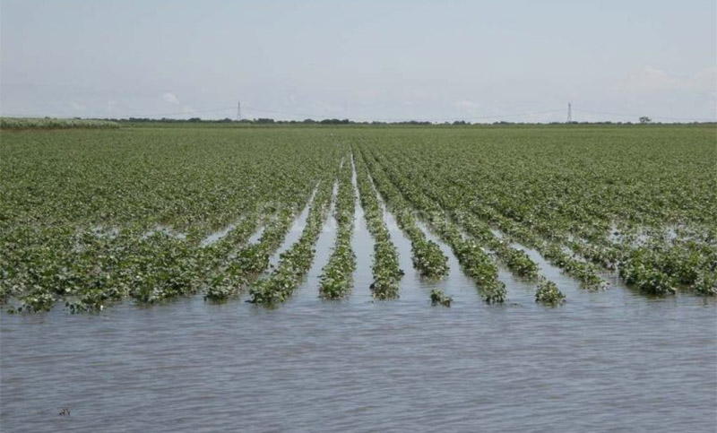 Estiman pérdidas de hasta 500 mil hectáreas de soja por el temporal en la región