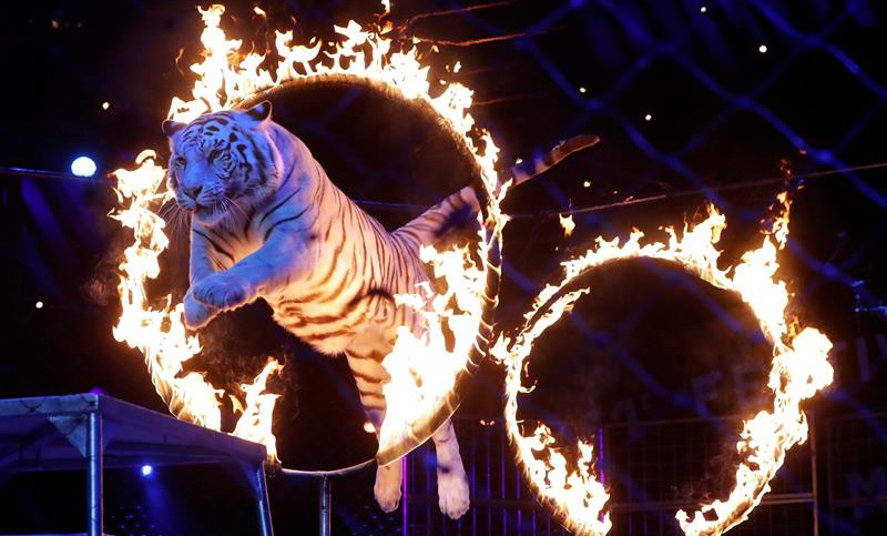 Prohíben el uso de animales salvajes en los circos de Portugal