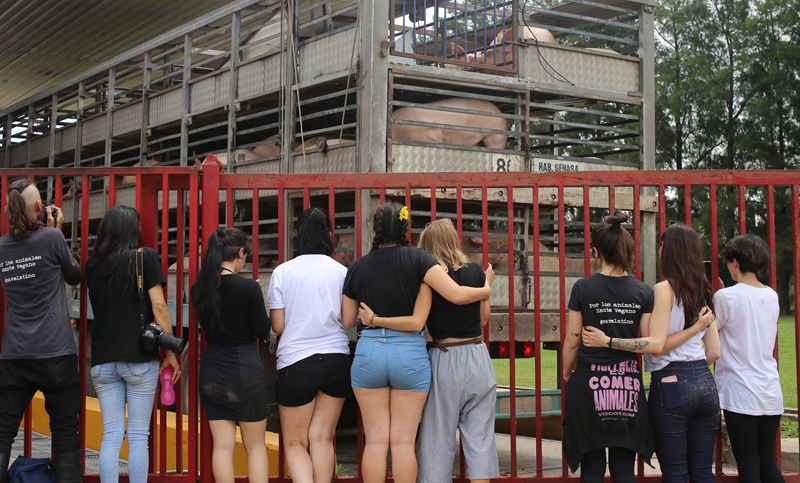 The Save Movement Rosario: cuando el amor hacia los animales significa una despedida