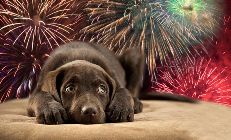 ¿Cómo cuidar a las mascotas ante el posible uso de pirotécnia?