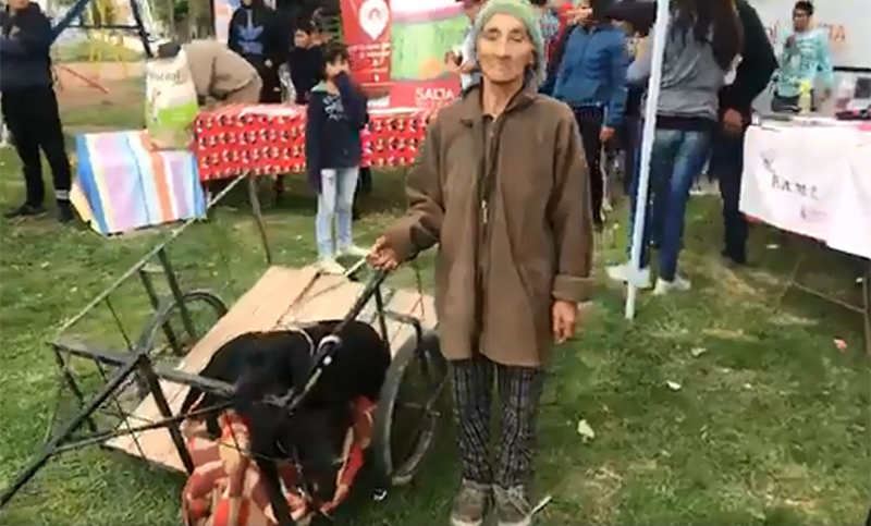 Salta: conmovedor testimonio de una abuela que se dedica a salvar perros de la calle