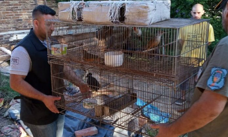 Rescataron a más de cien aves cautivas en una casa de Ricardone