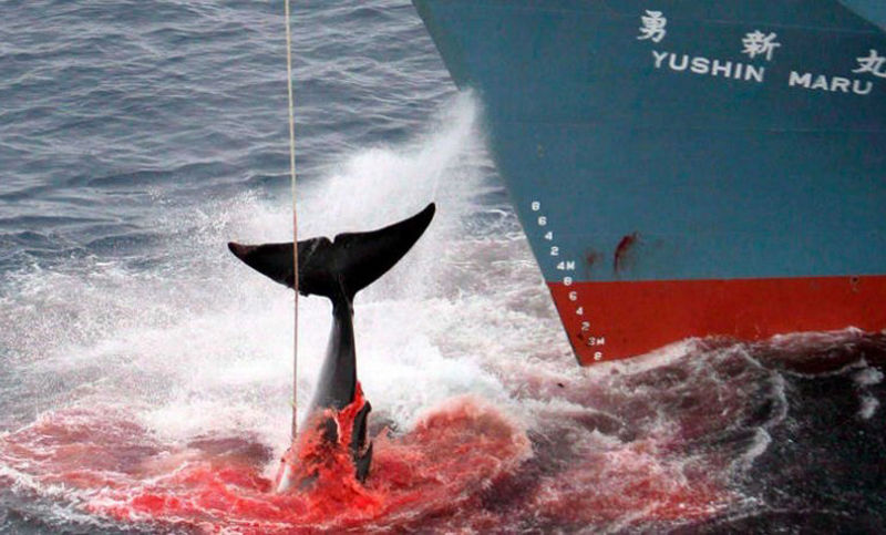 Japón reanudará la caza comercial de ballenas en julio de 2019
