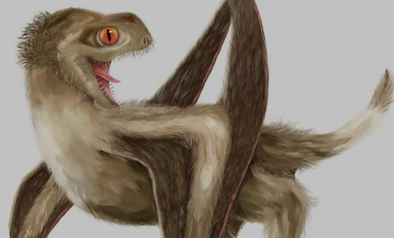 Un controvertido estudio asegura que los pterosaurios tenían plumas