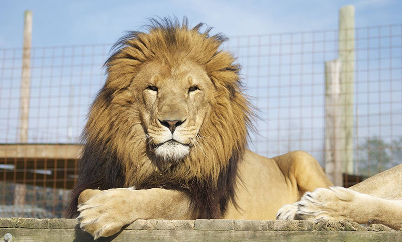 Un león se escapó y mató a una trabajadora de un zoológico en EE.UU.
