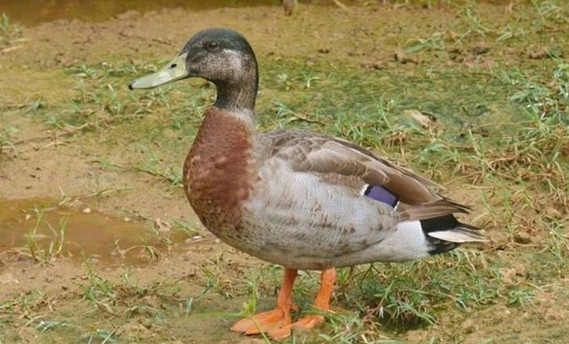Muere en una isla del Pacífico «el pato más solitario del mundo»