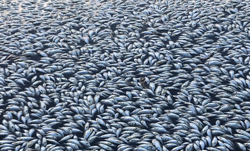 Centenas de miles de peces muertos en Australia por una grave sequía