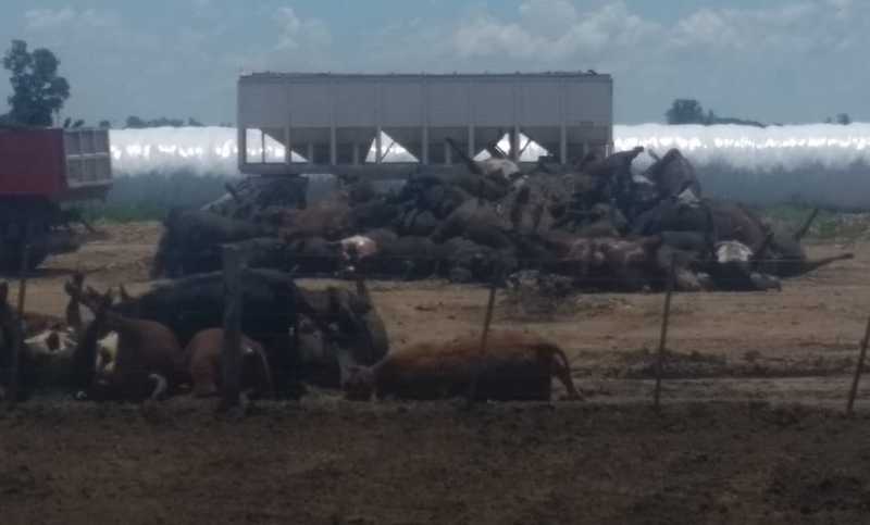 Inquietante mortandad de animales en el Sur de Santa Fe