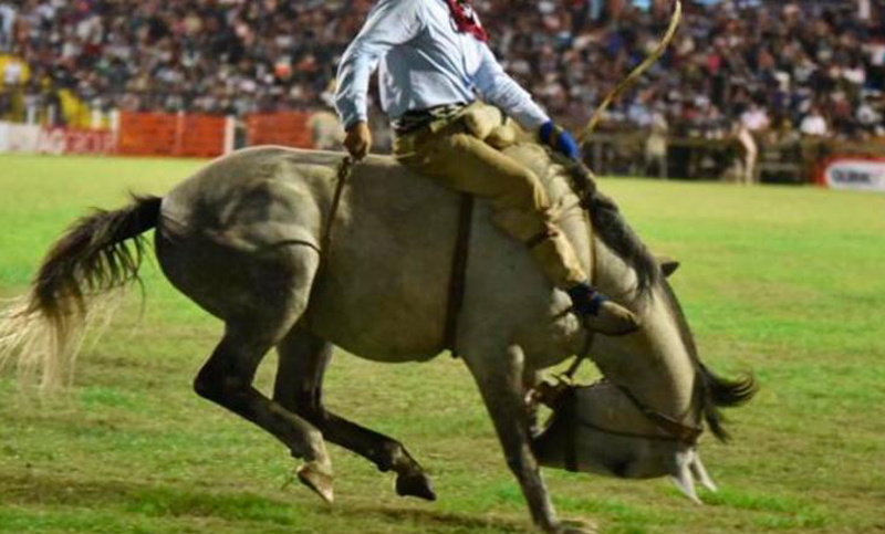 Murió un caballo durante el festival Jesús María