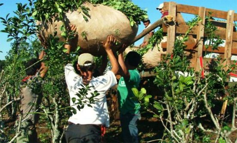 Si no se negocian paritarias, en marzo no arrancará la cosecha de yerba mate