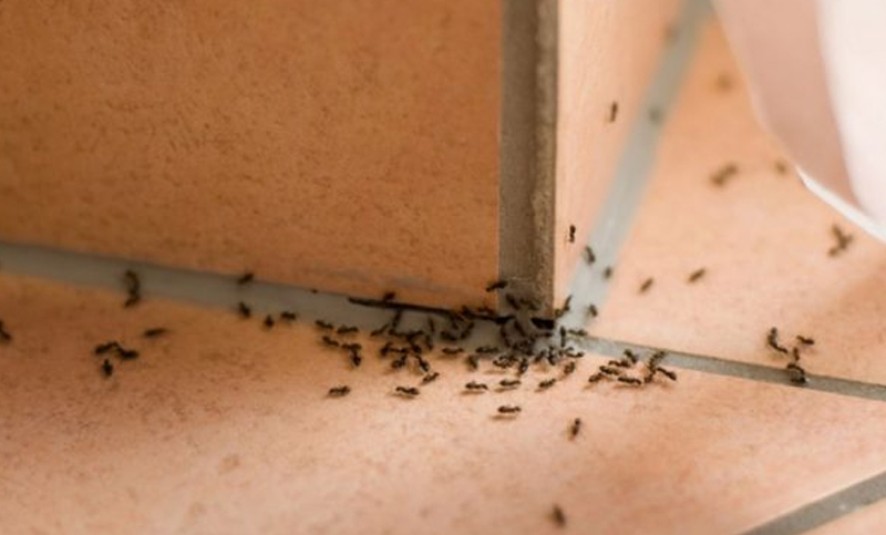 Las “hormigas vagabundas” invaden en verano los hogares en busca de alimento y confort