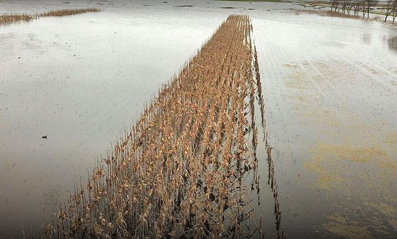 Hay grandes pérdidas en la cosecha de algodón en el norte de Santa Fe