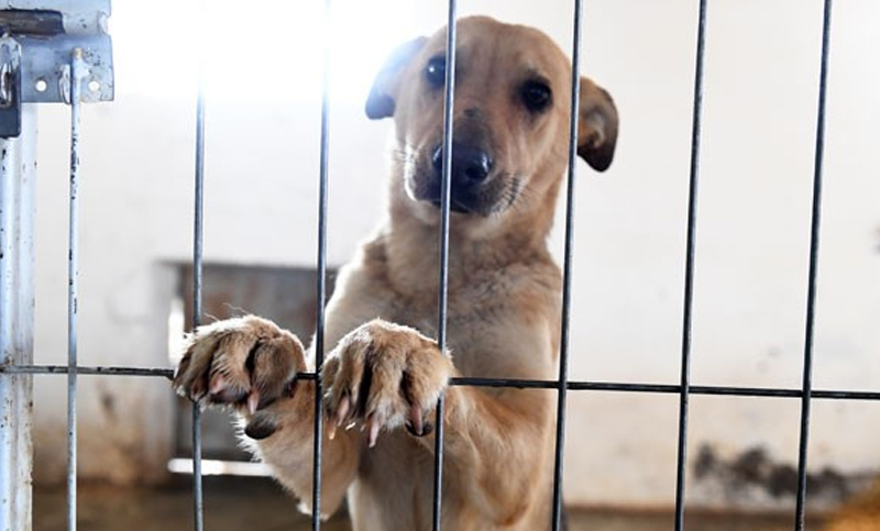 Aumentaron un 57% las denuncias por maltrato animal en Buenos Aires
