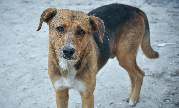 Abogados en derecho animal repudian ordenanza que permite matar perros callejeros