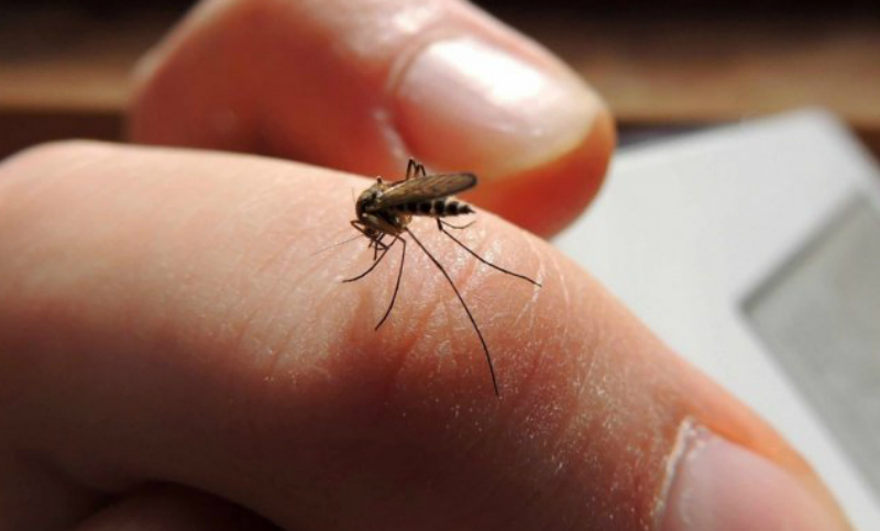 Se confirmó la circulación viral de siete casos autóctonos de dengue en Rosario