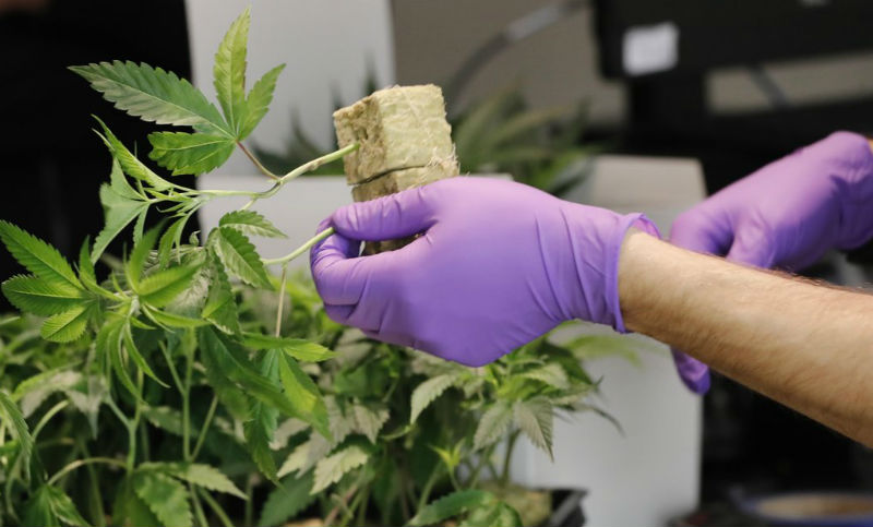 Piden que autoricen al Lif a producir cannabis medicinal