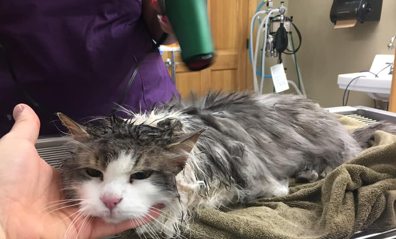 Un veterinario salvó a un gato que se había congelado bajo la nieve