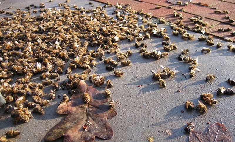 La muerte de las abejas expone el impacto de los agrotóxicos