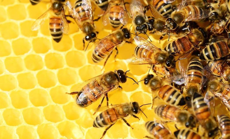 Las abejas demostraron que pueden sumar y restar, según un estudio científico