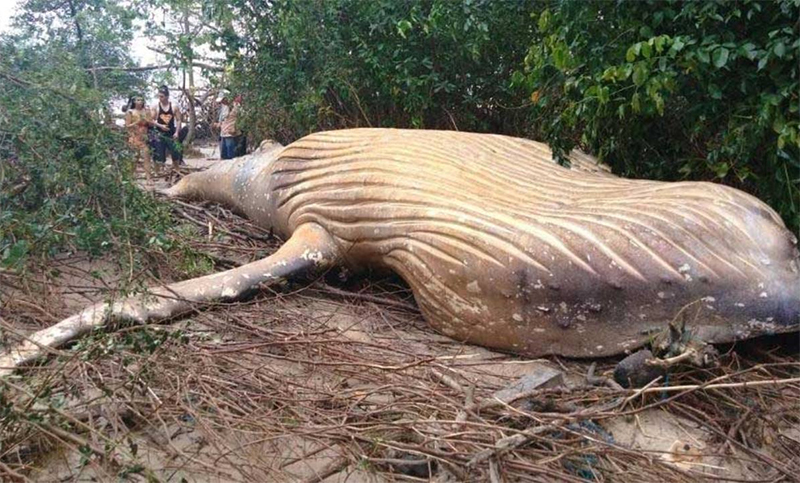 Hallaron una ballena de 8 metros en plena selva amazónica