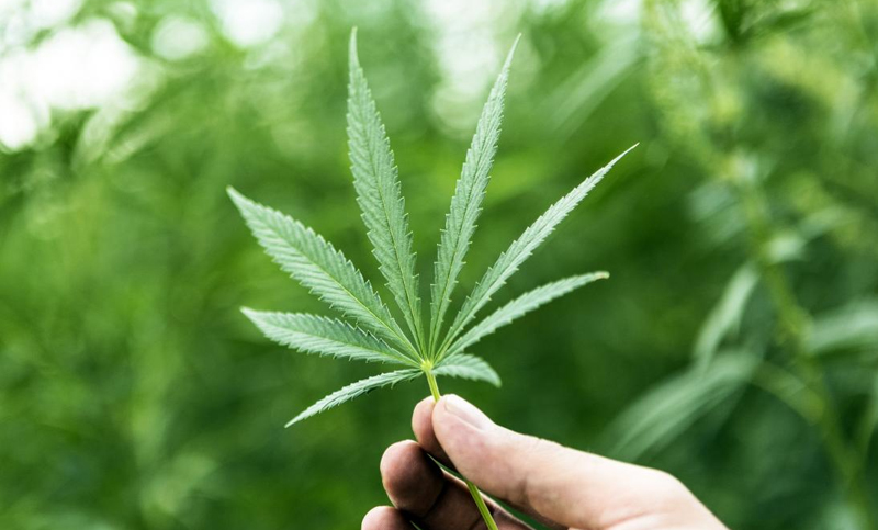 La OMS propone retirar el cannabis del listado internacional de drogas peligrosas