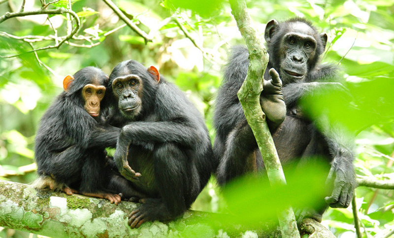 Científicos descubren una ‘civilización’ desarrollada de chimpancés