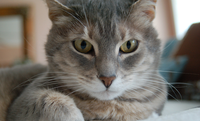 El Día Internacional del Gato