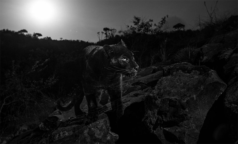 Lograron retratar al mítico leopardo negro en África por primera vez en un siglo