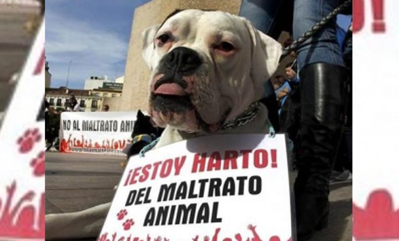 Protectoras denuncian un «grave maltrato animal» en Jujuy
