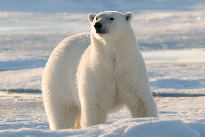 Invasión de osos polares en Rusia por el cambio climático