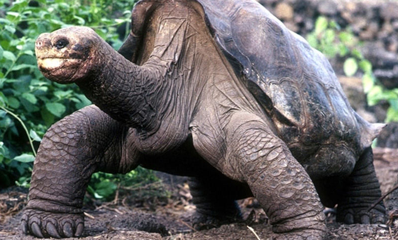 Tortuga gigante es hallada en Ecuador: se pensaba desaparecida hace un siglo