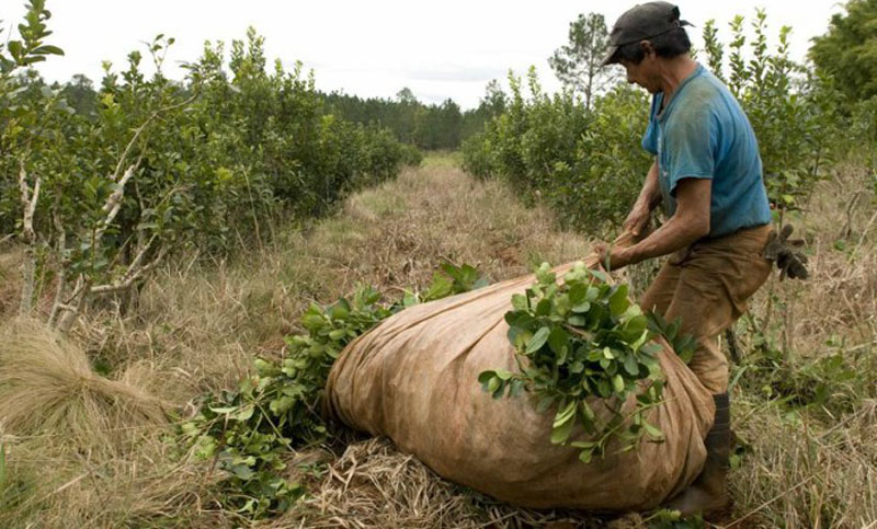 Yerbateros no llegaron a un acuerdo por el nuevo precio de la yerba