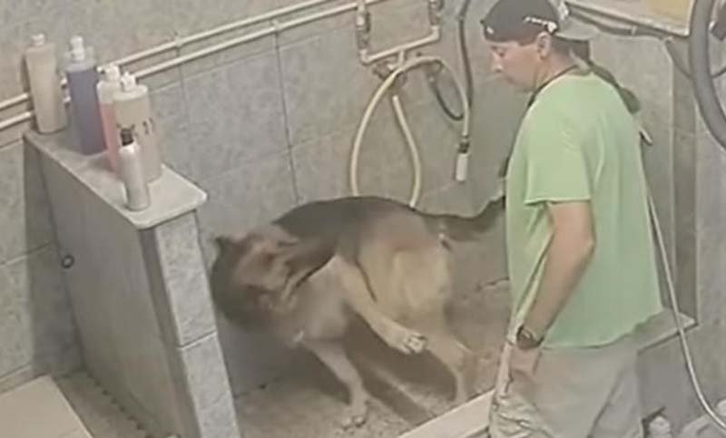 Repudio a un peluquero canino que le quebró la cola a un perro